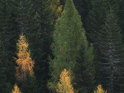 NACFOR Land Base Initiative Announcement