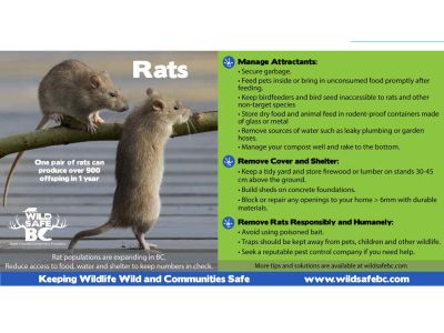 Speaker Series: Rat Control with Local Experts (Educational Information)