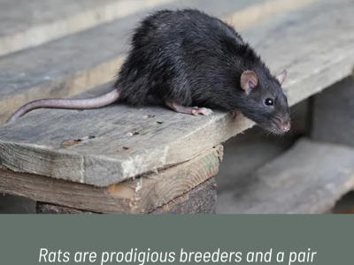 “Rat Chat” – Tuesday, July 22nd at 7pm